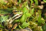 Teichfrosch (Rana esculenta)