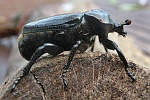 Eremit (Osmoderma eremita)
