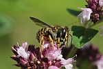 Garten-Wollbiene (Anthidium manicatum)