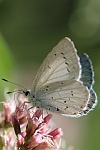 Faulbaumbläuling (Celastrina argiolus)
