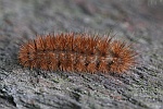 Zimtbr (Phragmatobia fuliginosa)