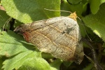 Sicheleule