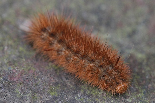 Zimtbr (Phragmatobia fuliginosa)