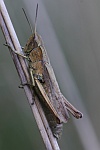 Wiesengrashpfer (Chorthippus dorsatus)