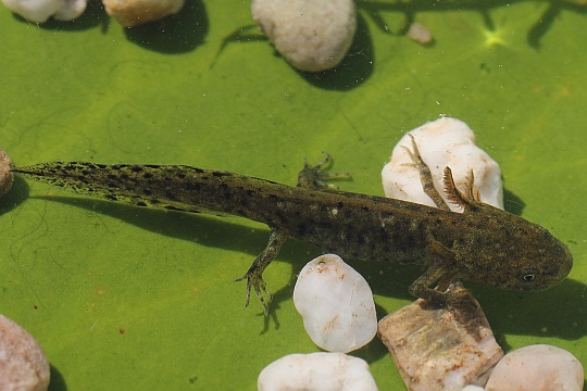 Kammmolch (Triturus cristatus)