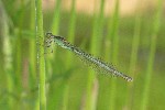 Kleinlibellen (Unterordnung zygoptera)