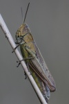 Wiesengrashpfer (Chorthippus dorsatus)
