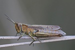 Wiesengrashpfer (Chorthippus dorsatus)