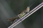 Wiesengrashpfer (Chorthippus dorsatus)