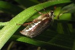 Feldmaikfer (Melolontha melolontha)