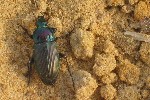 Kupferfarbene Buntgrablufer (Poecilus cupreus)