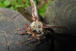 Feldmaikfer (Melolontha melolontha)