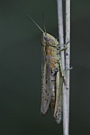 Wiesengrashpfer (Chorthippus dorsatus)
