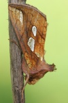 R�hricht-Goldeule (Plusia festucae)
