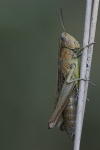 Wiesengrashpfer (Chorthippus dorsatus)