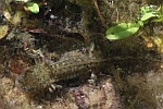 Kammmolch (Triturus cristatus)