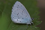 Faulbaumbluling (Celastrina argiolus)