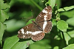 Kleiner Eisvogel (Limenitis camilla)