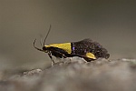 Faulholzmotte (Oecophora bractella)
