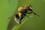 Hummelschwebfliege (Volucella bombylans)