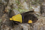 Faulholzmotte (Oecophora bractella)
