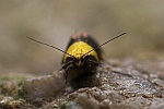 Faulholzmotte (Oecophora bractella)