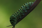 Schwalbenschwanz (Papilio machaon)