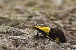 Faulholzmotte (Oecophora bractella)