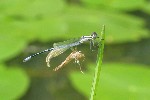 Kleinlibellen (Unterordnung zygoptera)