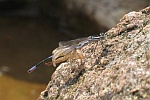 Kleinlibellen (Unterordnung zygoptera)