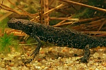 Kammmolch (Triturus cristatus)