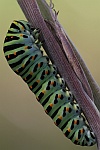 Schwalbenschwanz (Papilio machaon)