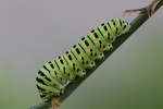 Schwalbenschwanz (Papilio machaon)
