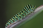 Schwalbenschwanz (Papilio machaon)