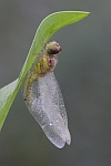 Gemeine Heidelibelle (Sympetrum vulgatum)