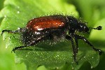 Gartenkfer (Phyllopertha horticola)
