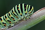 Schwalbenschwanz (Papilio machaon)
