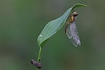Gemeine Heidelibelle (Sympetrum vulgatum)