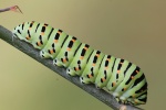 Schwalbenschwanz (Papilio machaon)