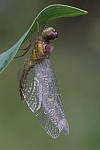 Gemeine Heidelibelle (Sympetrum vulgatum)