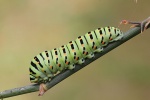 Schwalbenschwanz (Papilio machaon)