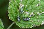 Silberner Grnrssler (Phyllobius argentatus)