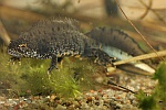 Kammmolch (Triturus cristatus)