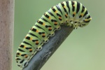 Schwalbenschwanz (Papilio machaon)