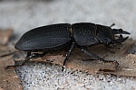Balkenschrter (Dorcus parallelipipedus)