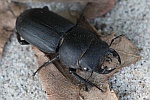 Balkenschrter (Dorcus parallelipipedus)