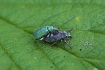 Silberner Grnrssler (Phyllobius argentatus)