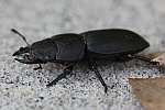 Balkenschrter (Dorcus parallelipipedus)