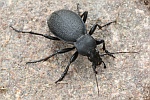 Lederlaufkfer (Carabus coriaceus)