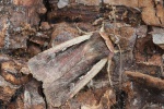 Hellrandige Erdeule (Ochropleura plecta)
